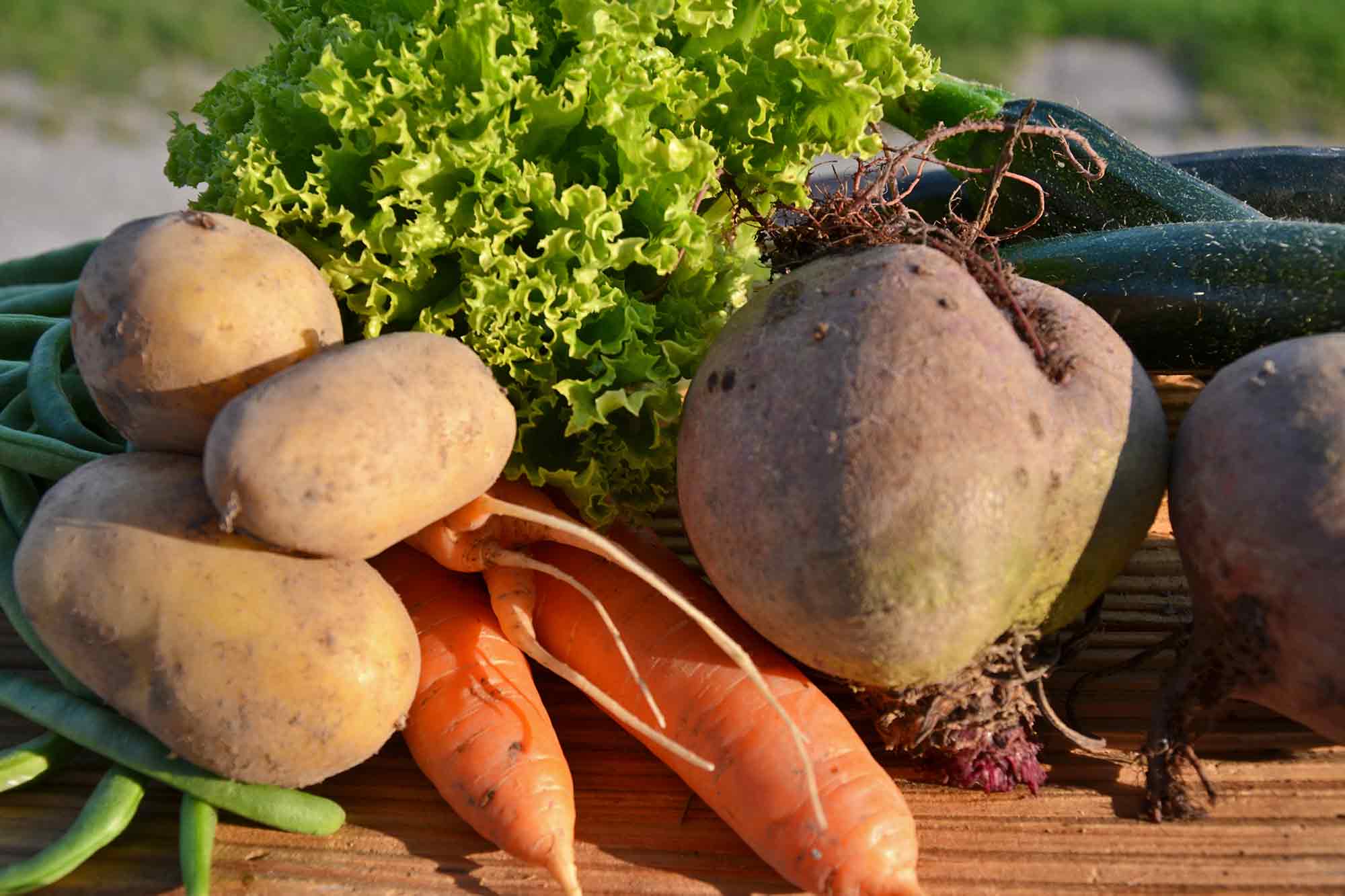 Verdura biologica dal maso di montagna