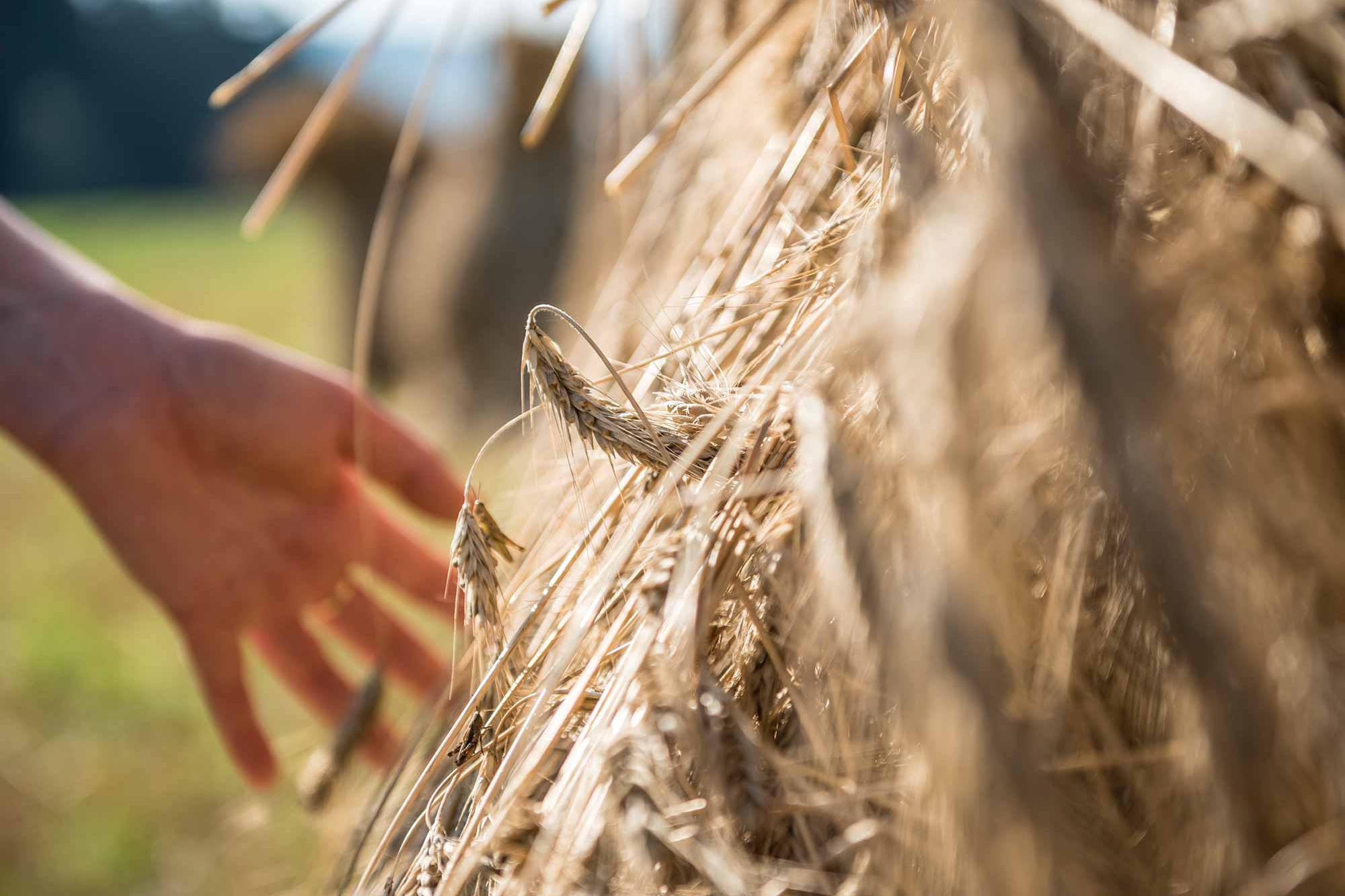 Grain from the mountain farm in Welschnofen/Nova Levante