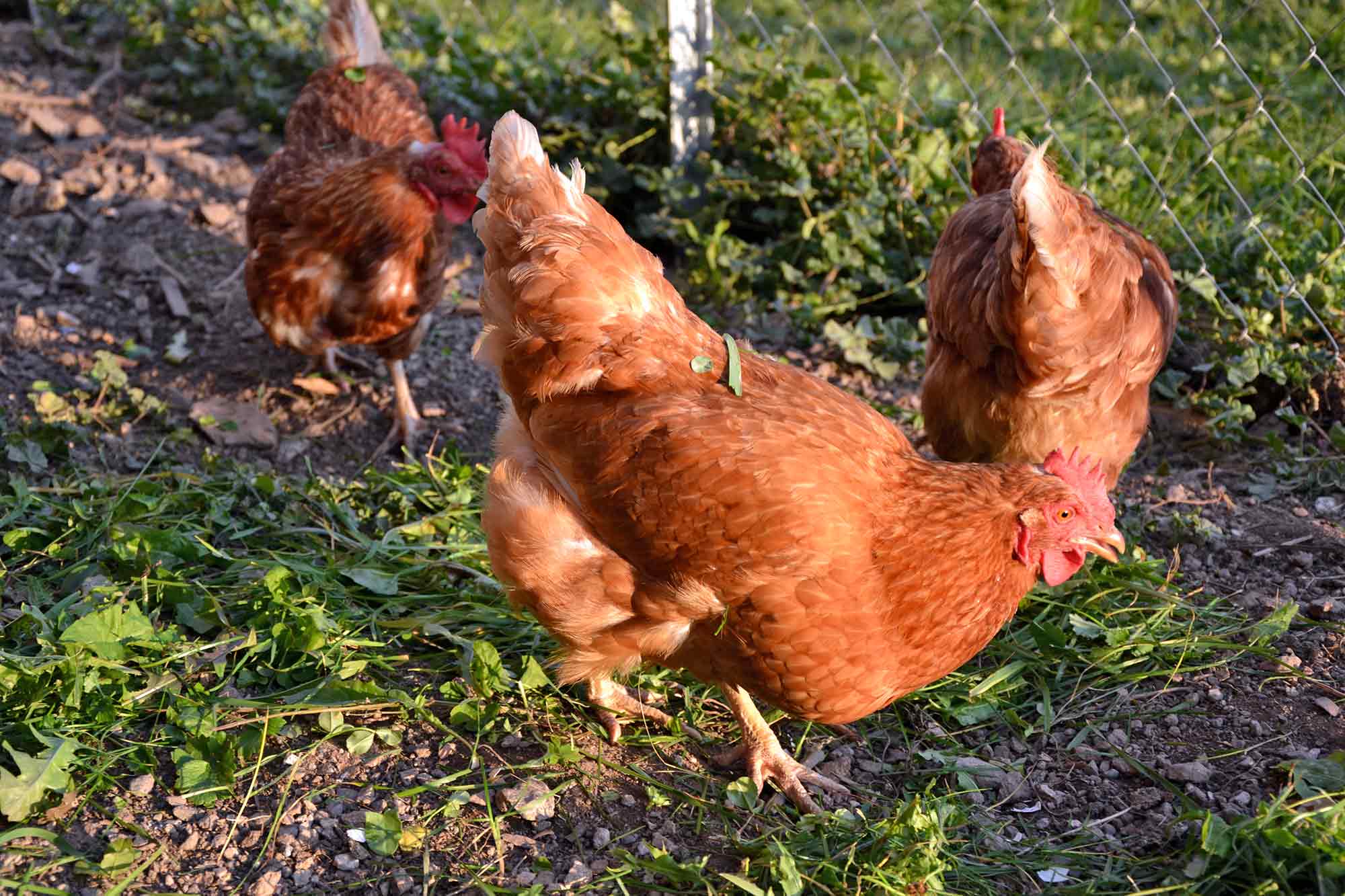 Galline al maso di montagna a coltivazione biologica