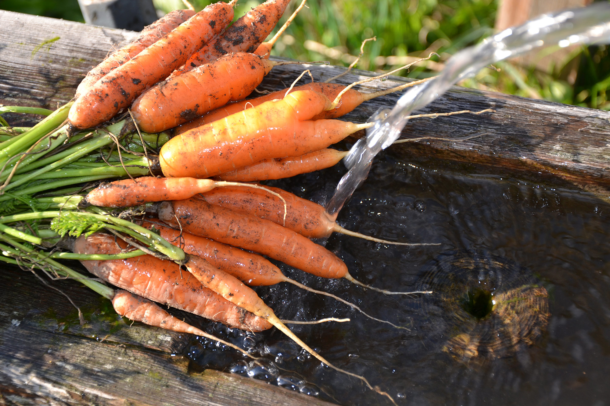 Carrots