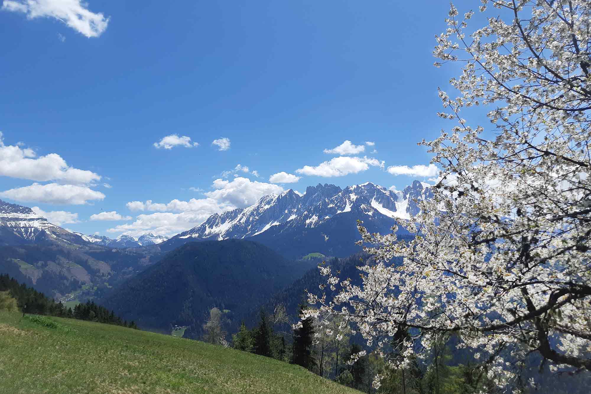 Fioritura del ciliegio sul maso Samer a 1540 m