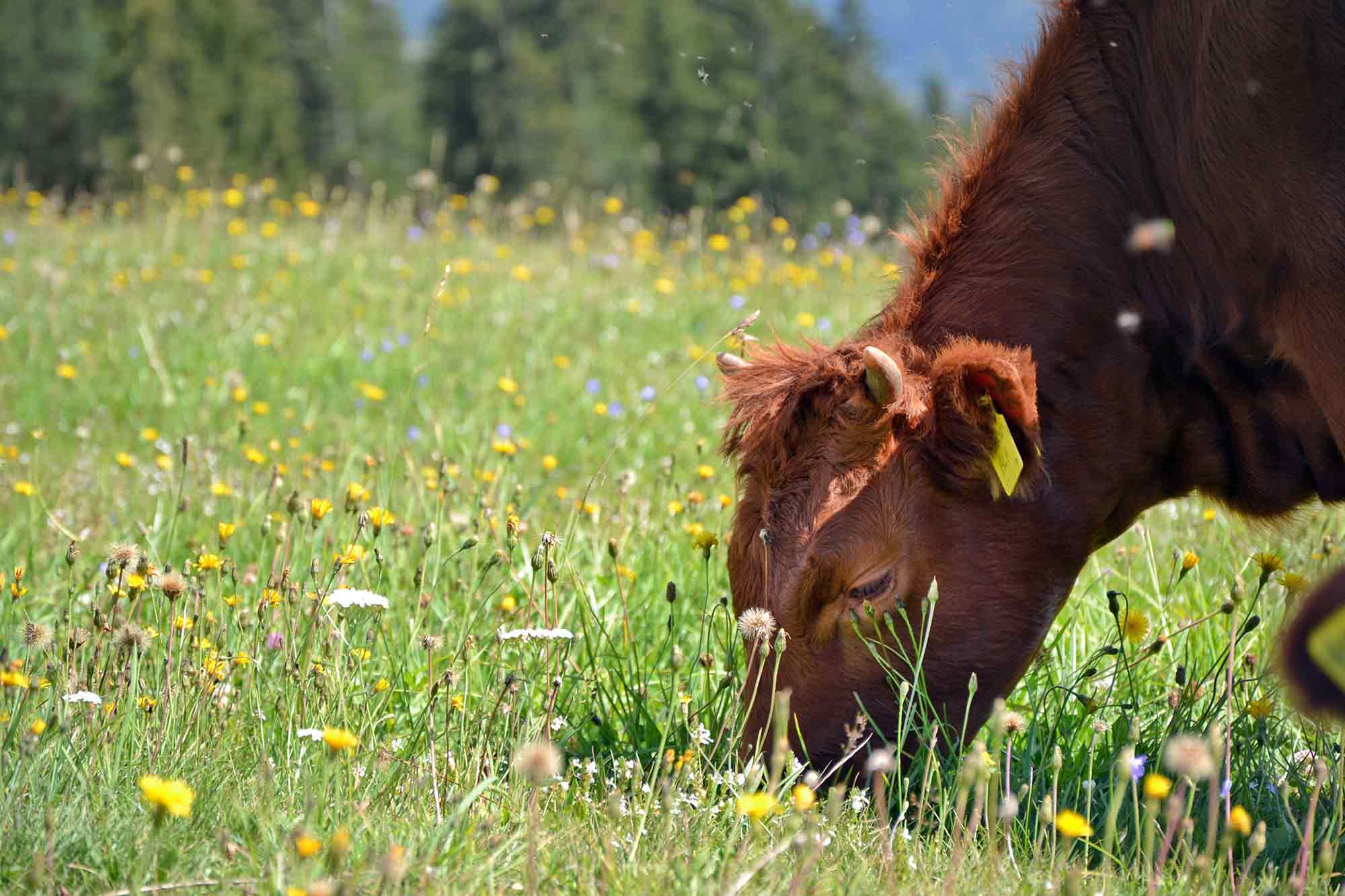 Dexter cattles on the mountain farm Samer