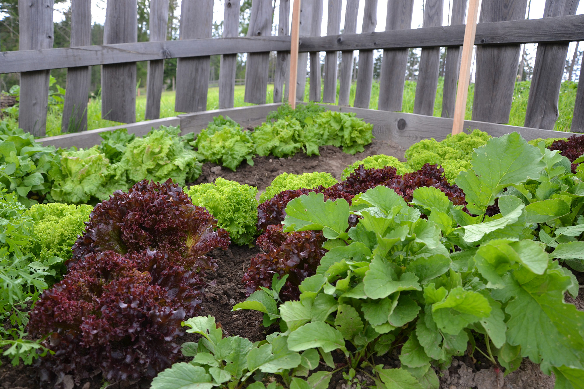 Garden on the mountain farm in South Tyrol